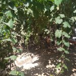 Продажа 2 комнат Дома/Виллы, пос. Бакиханова, Сабунчу район 2