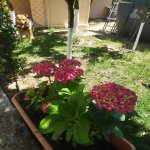 Kirayə (aylıq) 5 otaqlı Bağ evi, Mərdəkan, Xəzər rayonu 9