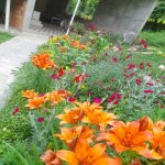 Kirayə (günlük) 4 otaqlı Həyət evi/villa Qax 17