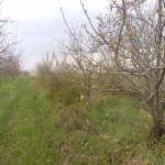 Satılır Torpaq Quba 5