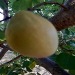 Satılır 7 otaqlı Bağ evi, Goradil, Abşeron rayonu 19