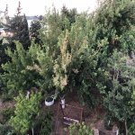 Kirayə (aylıq) 4 otaqlı Bağ evi, Novxanı, Abşeron rayonu 17