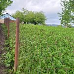 Satılır Torpaq İsmayıllı 19