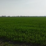 Satılır Torpaq Qusar 3