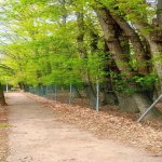 Kirayə (günlük) 3 otaqlı Bağ evi Lənkəran 29