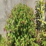 Satılır Torpaq, Goradil, Abşeron rayonu 16