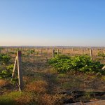 Satılır Torpaq, Novxanı, Abşeron rayonu 20