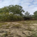 Продажа Участок, Сабунчу район 2