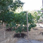 Satılır 3 otaqlı Bağ evi, Bilgəh qəs., Sabunçu rayonu 15