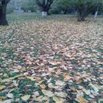 Satılır 3 otaqlı Bağ evi Xaçmaz 13