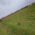 Satılır Torpaq Sabirabad 3