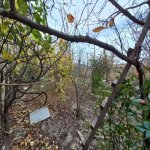 Satılır Torpaq, Abşeron rayonu 7