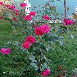 Kirayə (günlük) 4 otaqlı Həyət evi/villa Qəbələ 9