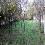 Satılır 7 otaqlı Həyət evi/villa, Saray, Abşeron rayonu 23