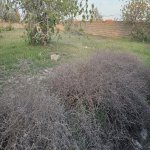 Satılır Torpaq, Nardaran qəs., Sabunçu rayonu 5
