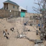 Satılır Torpaq, Novxanı, Abşeron rayonu 3