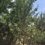 Satılır 5 otaqlı Bağ evi, Fatmayi, AAAF PARK, Abşeron rayonu 4
