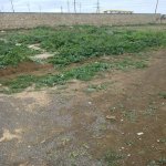Satılır Torpaq, Masazır, Abşeron rayonu 11