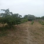 Satılır Torpaq, Maştağa qəs., Sabunçu rayonu 6