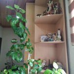 Kirayə (aylıq) 3 otaqlı Bağ evi, Pirşağı qəs., Sabunçu rayonu 16