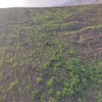 Satılır Torpaq İsmayıllı 1