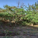 Satılır 3 otaqlı Həyət evi/villa Gəncə 3
