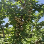 Продажа Участок Шамаха 11
