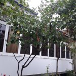 Kirayə (günlük) 5 otaqlı Həyət evi/villa Şəki 1