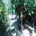 Kirayə (aylıq) 4 otaqlı Bağ evi, Novxanı, Abşeron rayonu 13