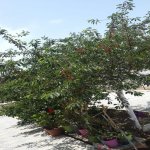 Satılır Torpaq, Saray, Abşeron rayonu 10