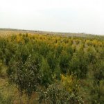 Satılır Torpaq, Fatmayi, Abşeron rayonu 5