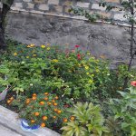 Посуточно 3 комнатная Дома/Виллы Шеки 8