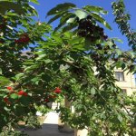 Satılır 9 otaqlı Həyət evi/villa, Novxanı, Abşeron rayonu 16