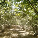 Satılır 5 otaqlı Həyət evi/villa Xaçmaz 9