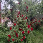 Kirayə (günlük) 3 otaqlı Həyət evi/villa İsmayıllı 8