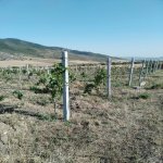 Satılır Torpaq İsmayıllı 2
