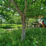 Kirayə (günlük) 4 otaqlı Həyət evi/villa İsmayıllı 7