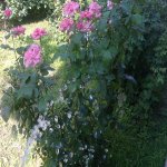 Посуточно 4 комнат Дача Шеки 30