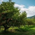 Продажа Участок Губа 3