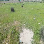 Satılır Torpaq, Koroğlu metrosu, Maştağa qəs., Sabunçu rayonu 3