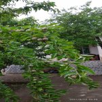 Kirayə (günlük) 4 otaqlı Bağ evi Qusar 10