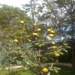 Satılır 3 otaqlı Həyət evi/villa, Yasamal rayonu 12