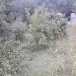 Satılır Torpaq İsmayıllı 1