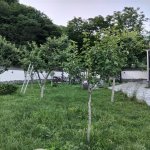 Kirayə (günlük) 4 otaqlı Həyət evi/villa Qax 6