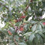 Kirayə (aylıq) 7 otaqlı Bağ evi, Novxanı, Abşeron rayonu 9
