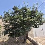 Satılır 2 otaqlı Həyət evi/villa, Buzovna, Xəzər rayonu 23