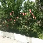 Satılır 6 otaqlı Həyət evi/villa, Hökməli, Abşeron rayonu 19
