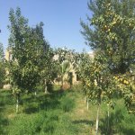Satılır Torpaq Ağdaş 3