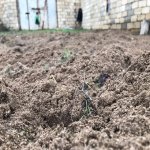 Satılır Torpaq, Novxanı, Abşeron rayonu 4