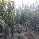 Satılır 3 otaqlı Bağ evi, Pirşağı qəs., Sabunçu rayonu 7